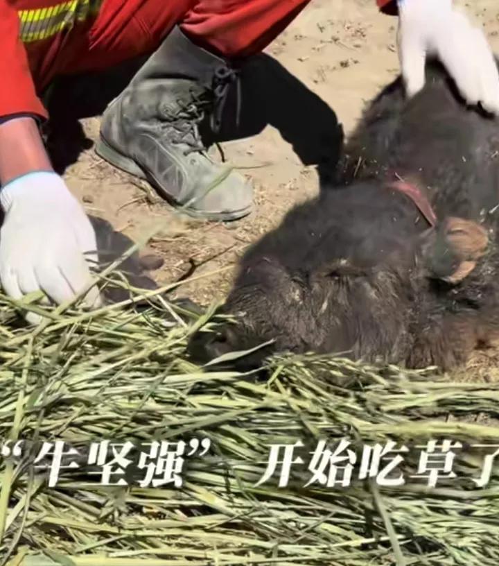 消防員救出被埋5天“牛堅強”